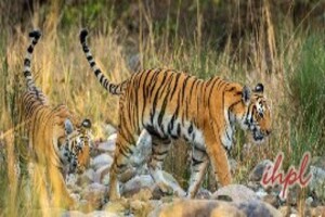 Jim Corbett with Nainital Tour