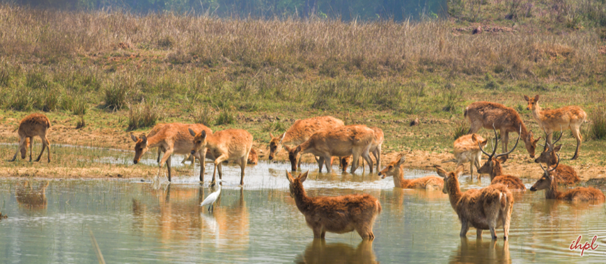 Kanha Tourism