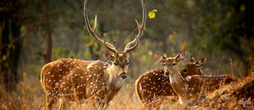 Madhav Shivpuri National Park