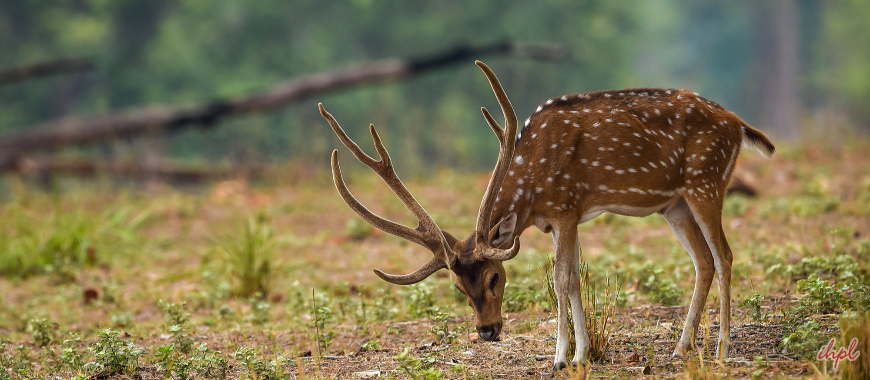 Sanjay Dubri Wildlife Sanctuary