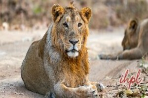 Gujarat Wildlife Tour