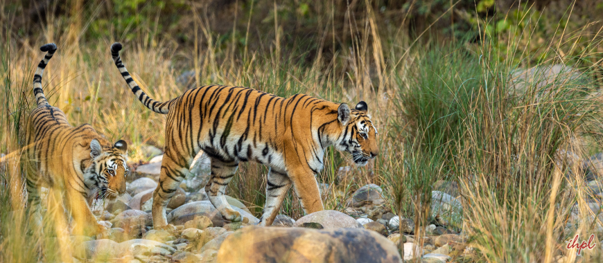 Corbett National park Tourism