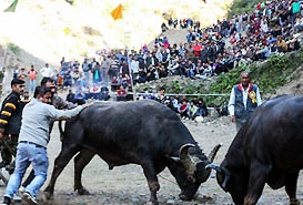 Festival of Sair in Shimla