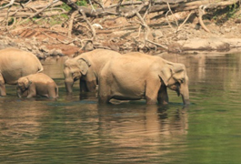 Periyar