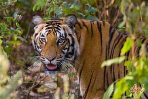 Bandhavgarh Tour From Umaria