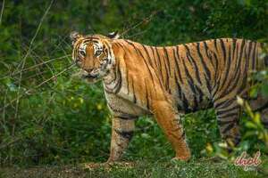 Bandipur National Park Tour