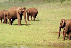 Thekkady