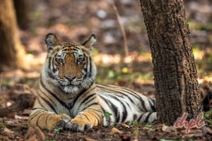 Bandhavgarh Tiger Reserve