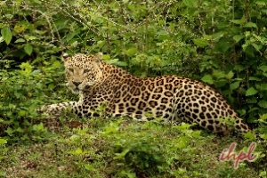 Bandipur Tiger Reserve