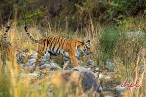 Corbett Tiger Reserve