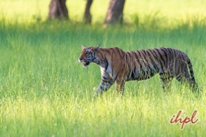 Dudhwa Tiger Reserve