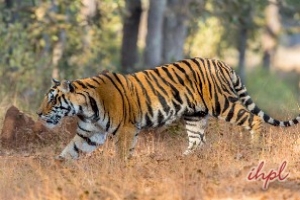 Kanha Tiger Reserve