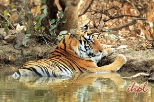 Panna Tiger Reserve