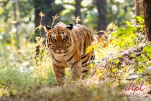 Pench Tiger Reserve