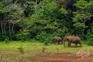 Periyar Tiger Reserve