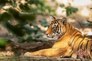 Ranthambore Tiger Reserve