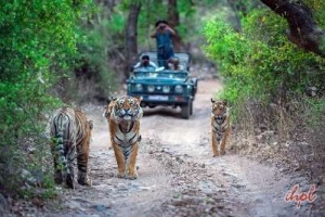 Golden Triangle With Ranthambore