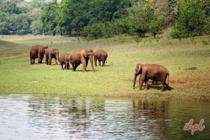 Short Escape to Periyar