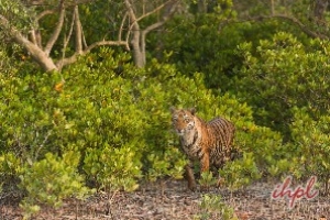 Simlipal Tiger Reserve