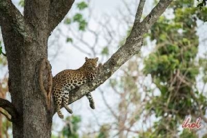 South India Wildlife Tour