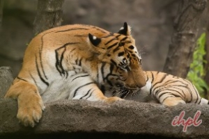 Sunderbans Tiger Reserve