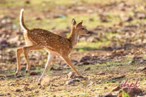 Tadoba Tiger Reserve