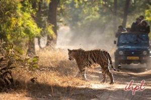 Tiger Safari Tour