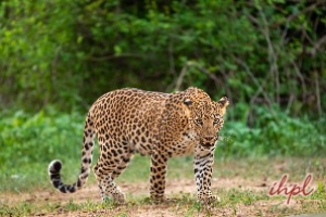 Valmiki Tiger Reserve