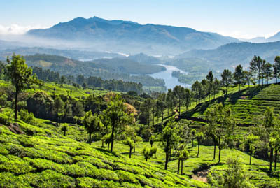 Munnar and Alleppey Tour