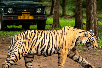 Rajasthan Wildlife Tour