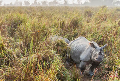 Assam Meghalaya Wildlife Tour